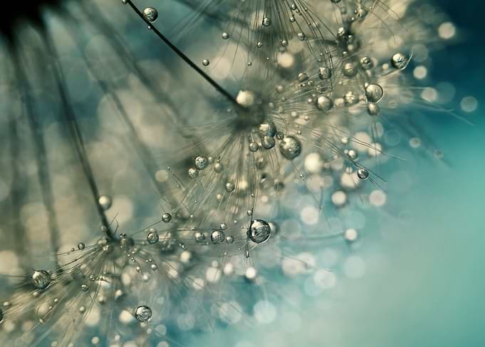 Dandelion seed with water drops