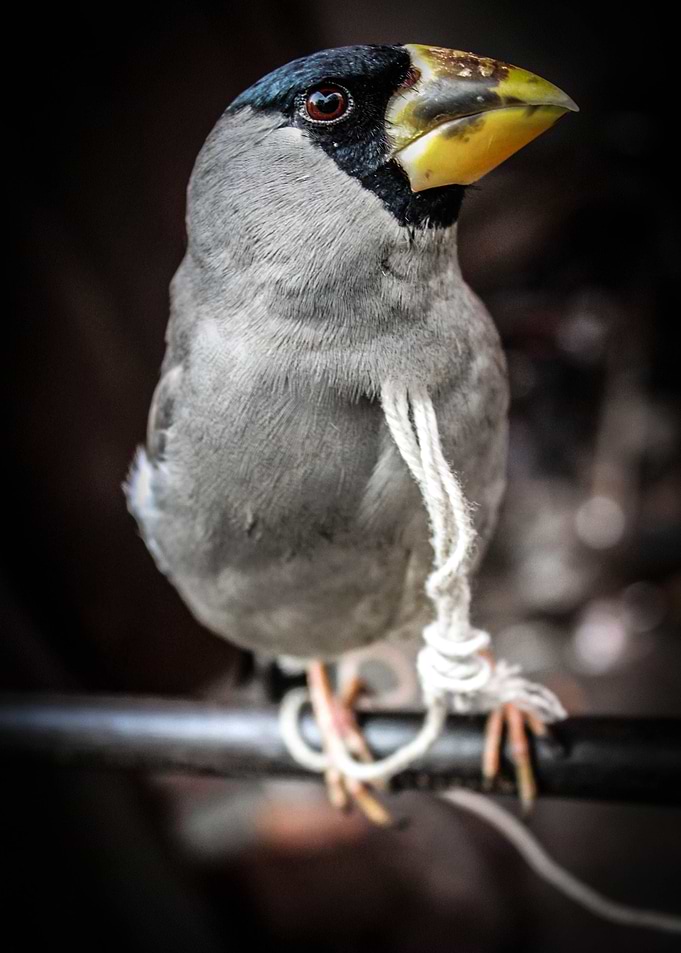 Bird's Eye