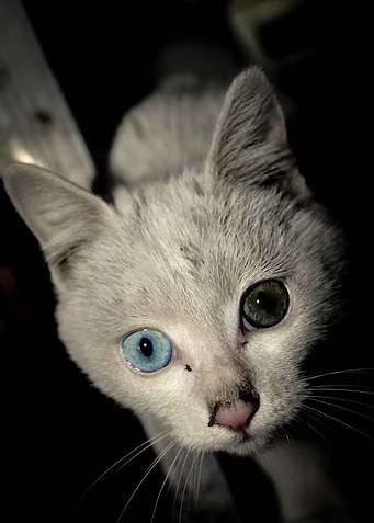 Different Eyes II