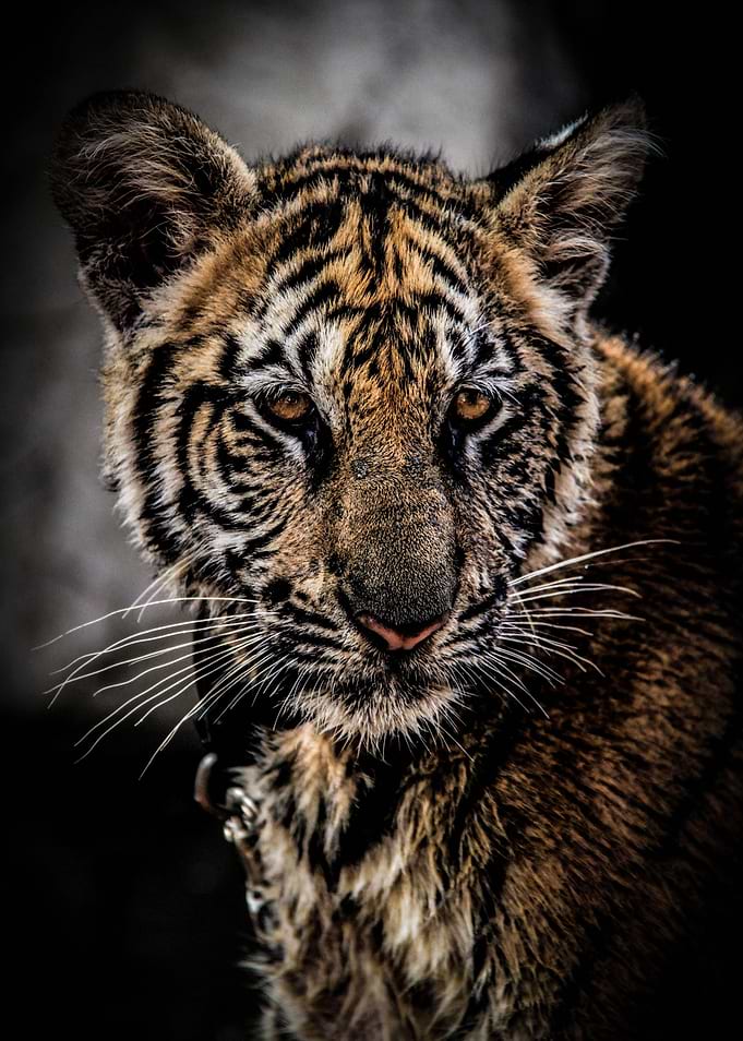 Tiger Eyes I