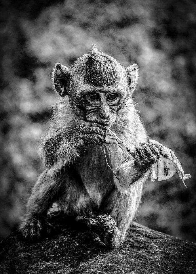Macaque I