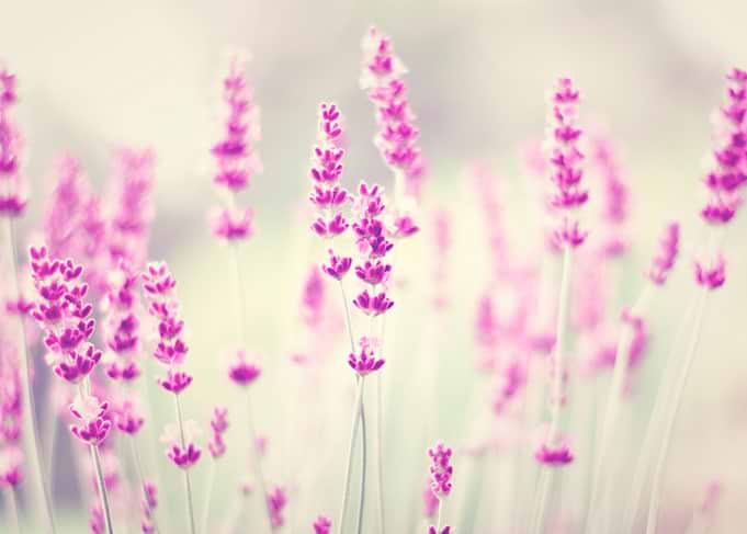 LAVENDER
