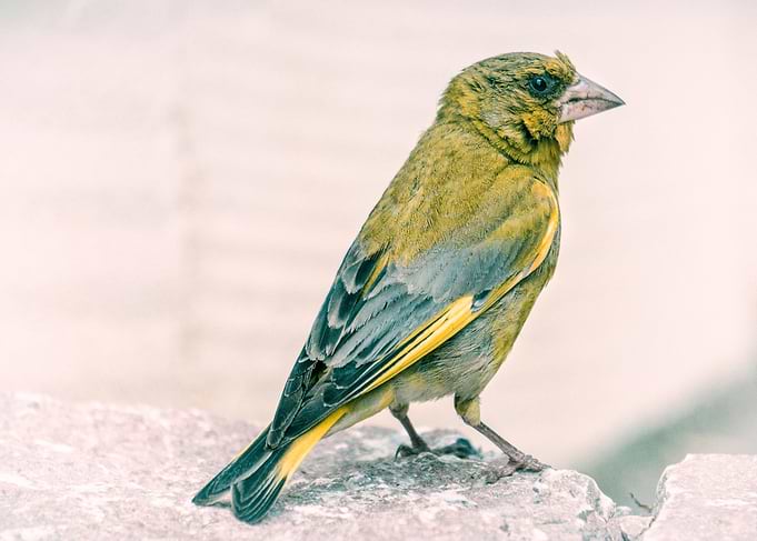 A Greenfinch Came To Visit