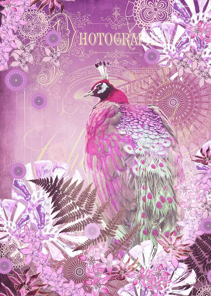 PINK PEACOCK