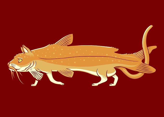 Catfish