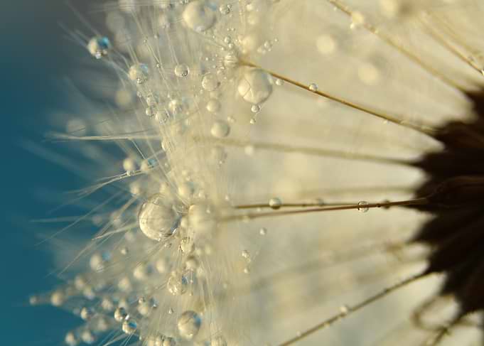 Dandelion in Blue