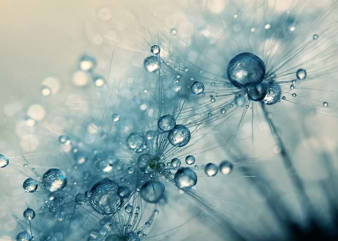Creamy Blue Dandy drops