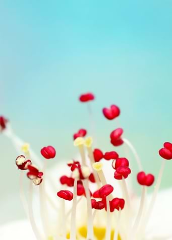Blooming Candy Red