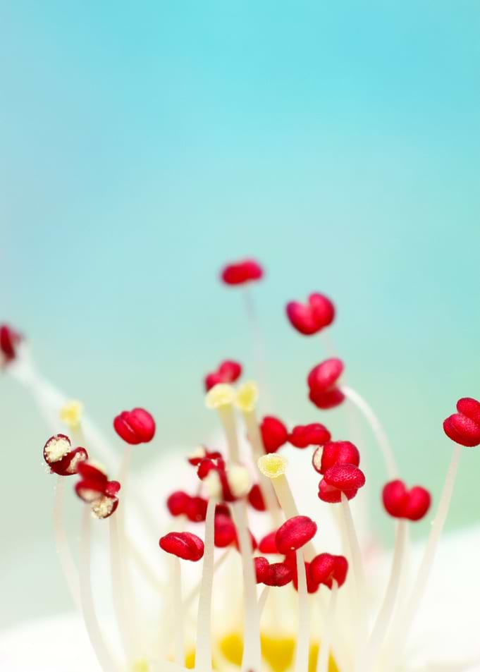 Blooming Candy Red