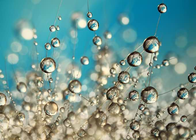 Crazy Cactus Droplets