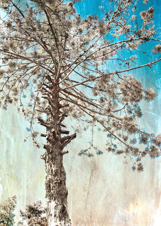 Tree of Life