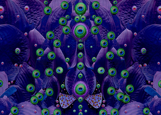 Eyes Of The hidden Peacock