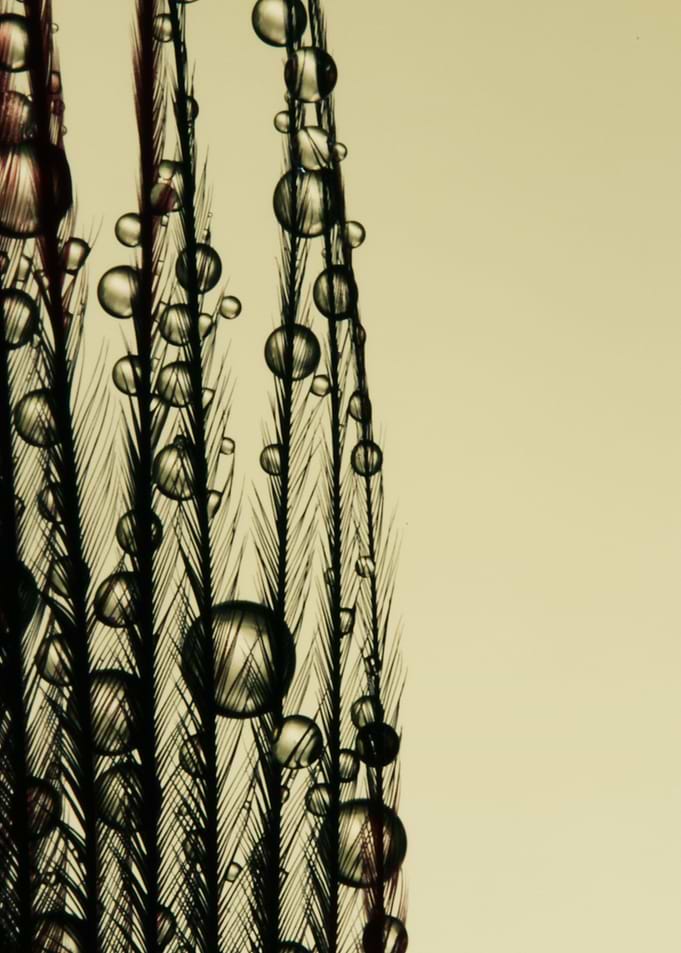 Charcoal Feather Drops