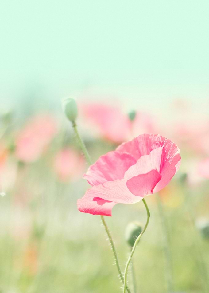 HAPPY DAYS - POPPY PASTEL