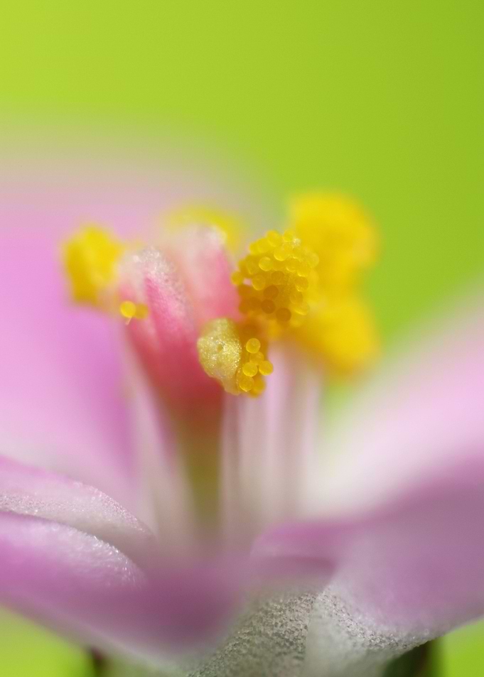 4mm