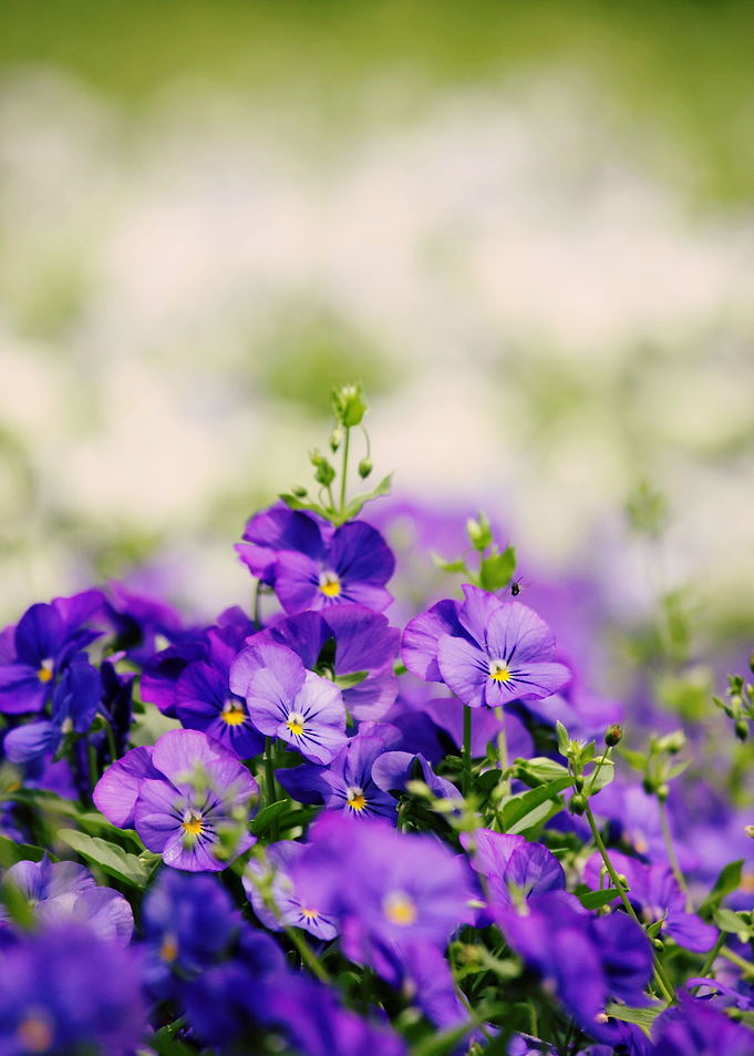 Mystical Meadow