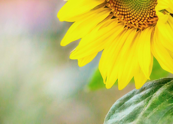 If You Turn To Face The Sun Your Shadows Will Fall Behi ...