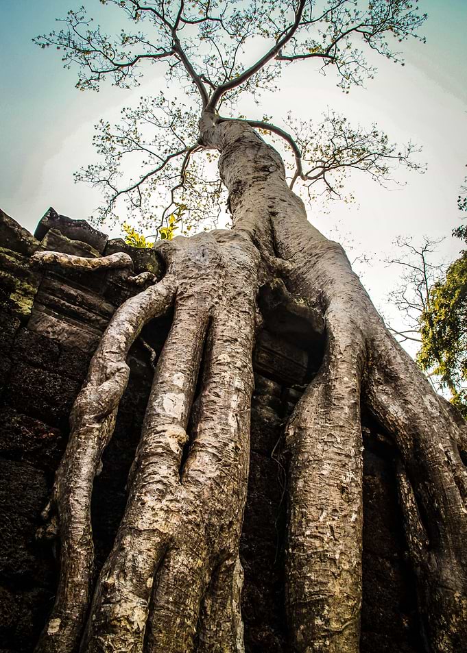 Preah Khan Temple IV