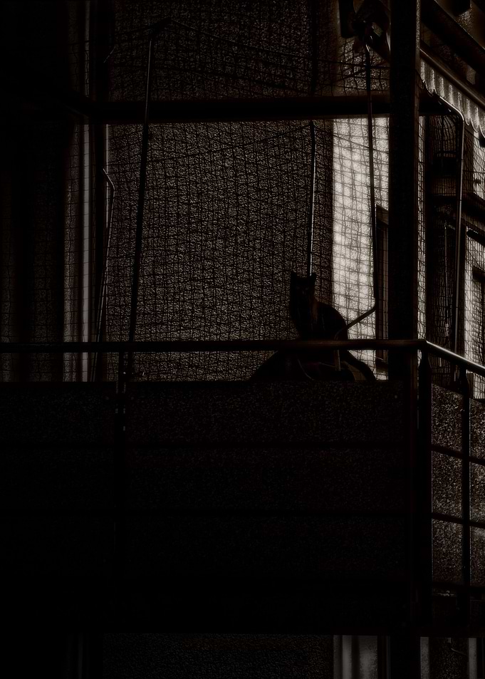 City Kitty - Cool Kat