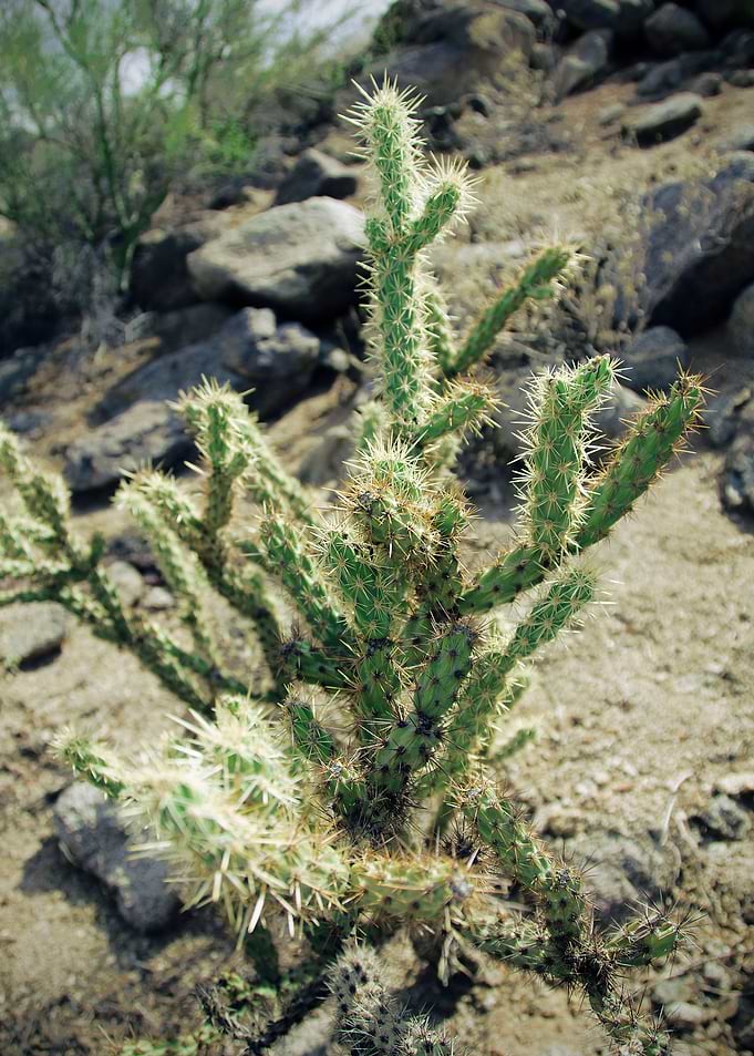 Desert Christmas Tree