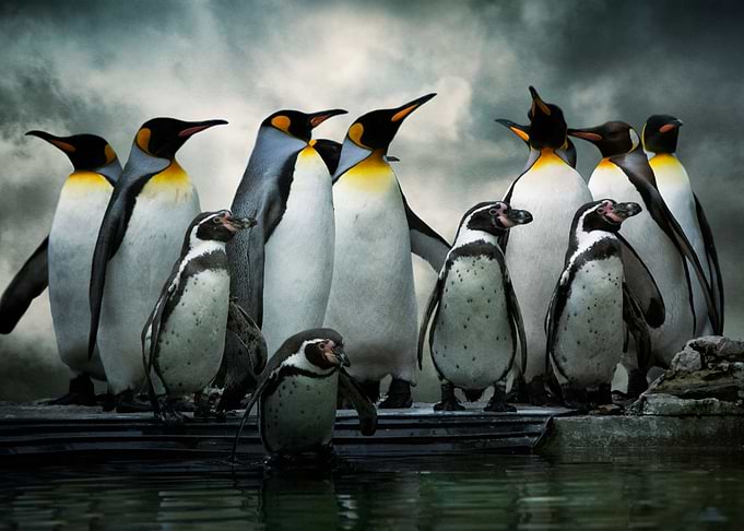 Penguins at Bourton