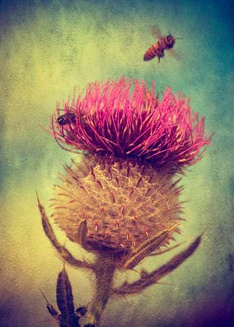 Bee Landing