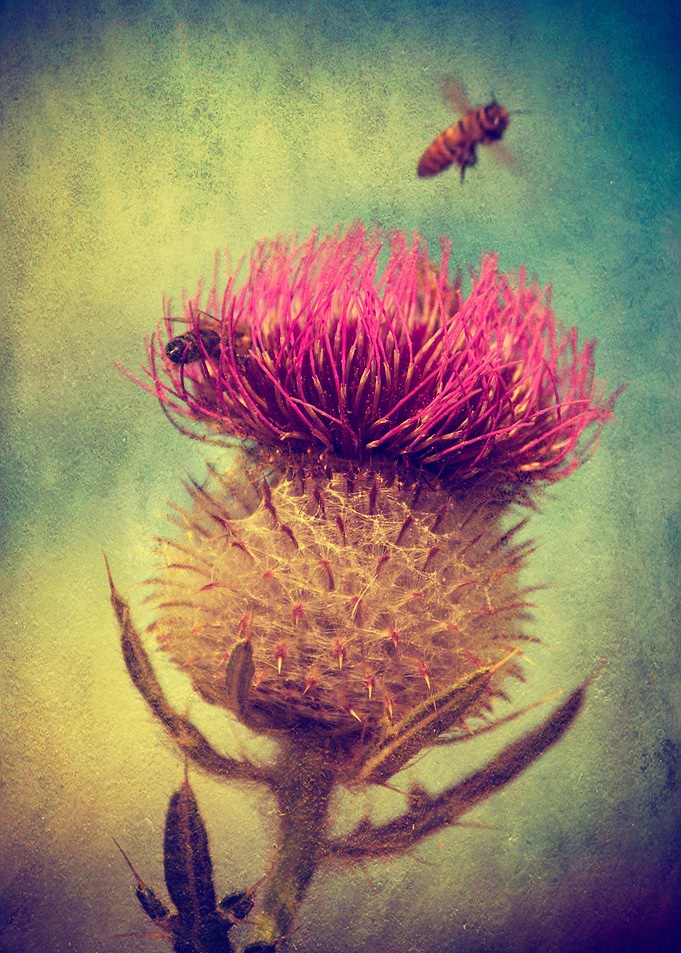 Bee Landing
