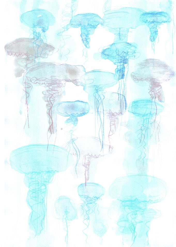 Jellyfish