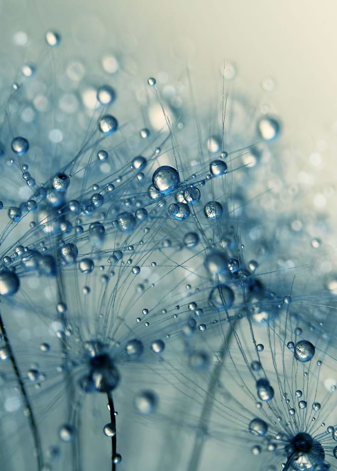Dandy Blue Shower