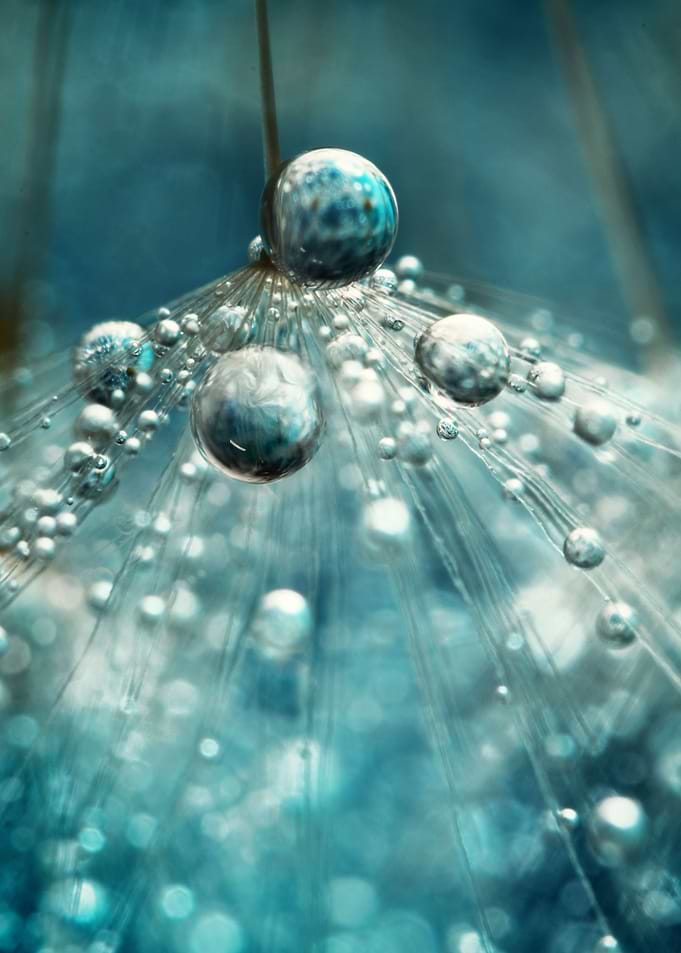 Midnight Blue Dandy Rain