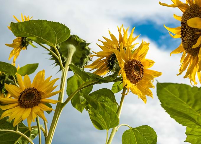 Sunflowers