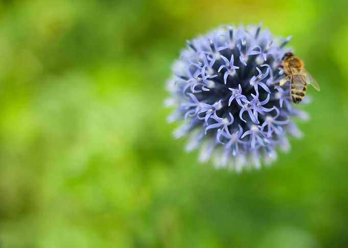 Flower with bee