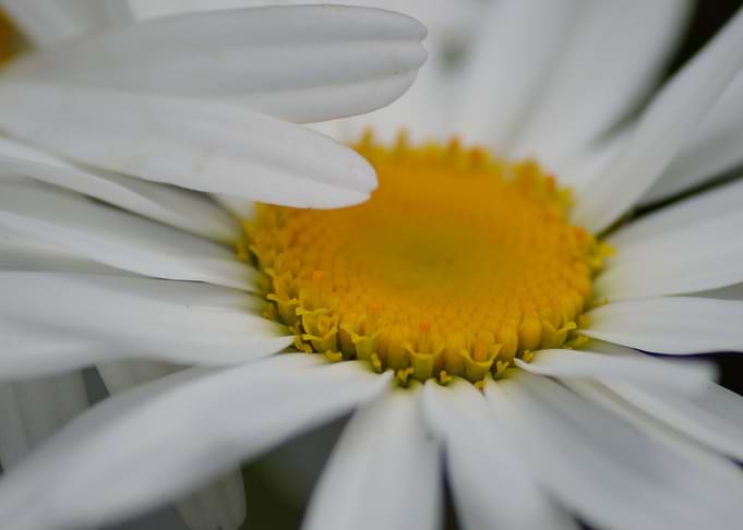 A moment in Sheffield Botanical Gardens