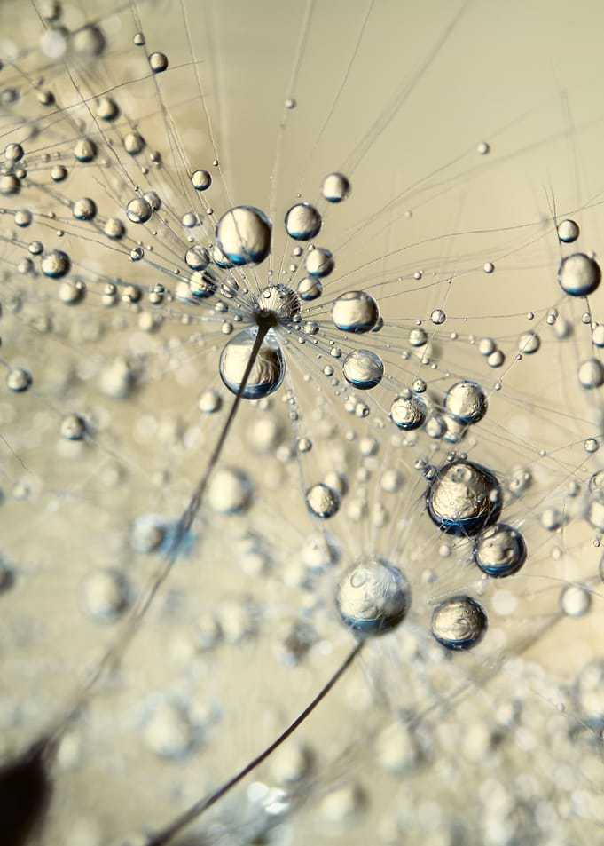 Soft Gold Dandy Drops