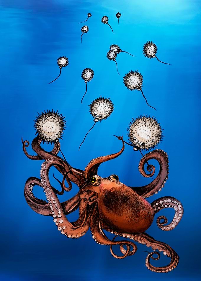 Octopus