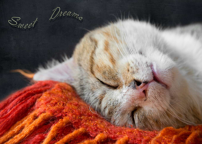 Sweet Dreams