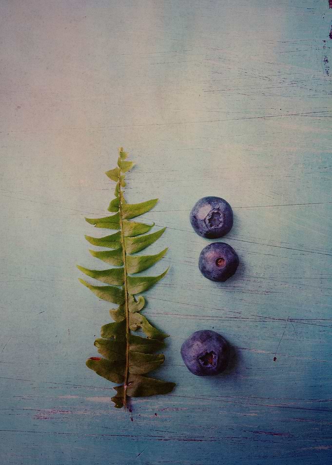 Fern Study 1
