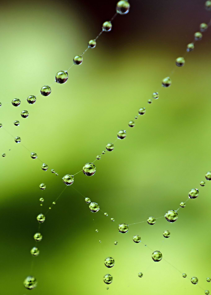 Web Wonder