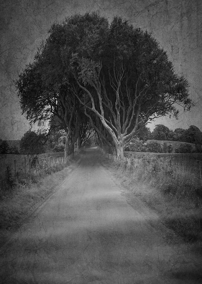 Mysterious Trees