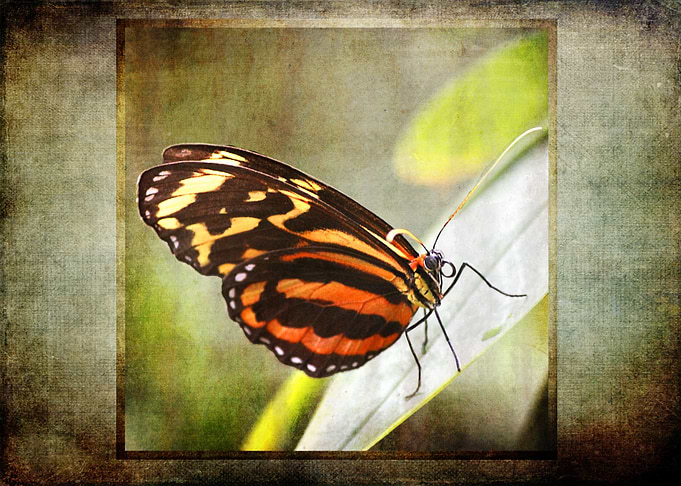 Monarch Beauty
