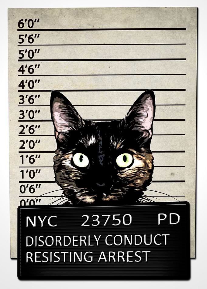 Kitty Mugshot