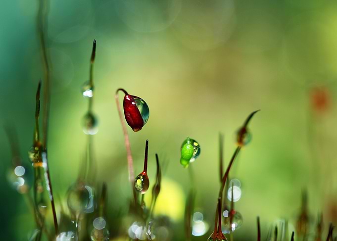 Moss II