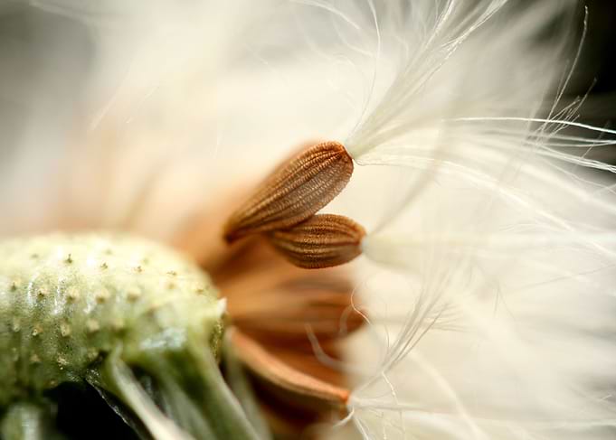 In the Breeze