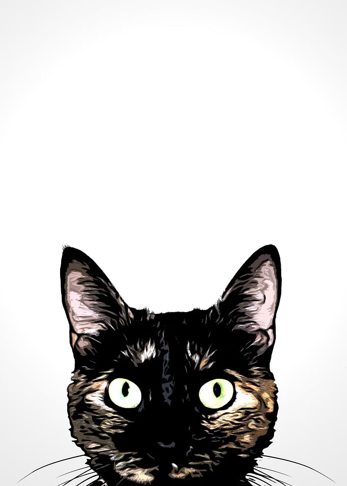 Peeking Cat