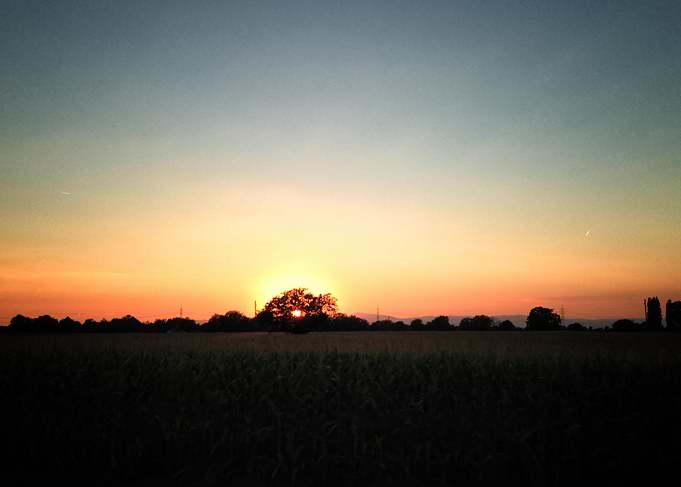 sundowner tree