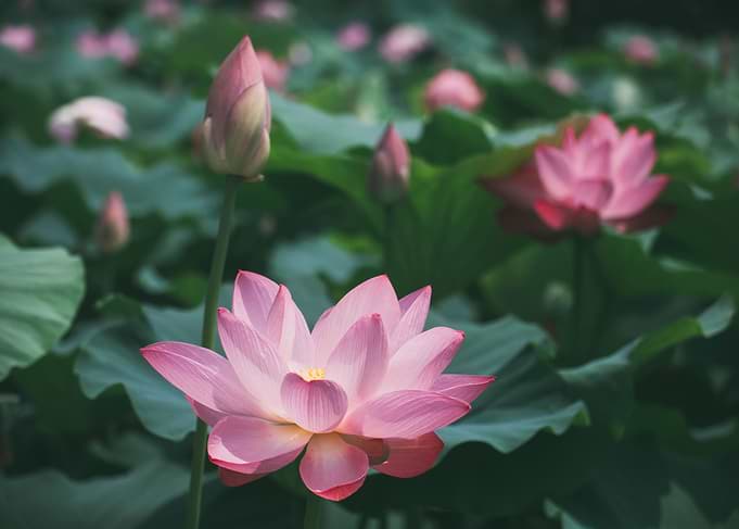 Lotus Field. South Korea.