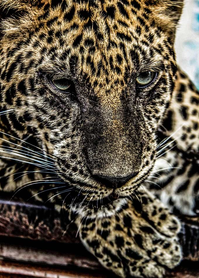 Leopard Eyes