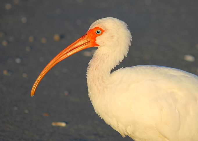 Ibis at Sunrise