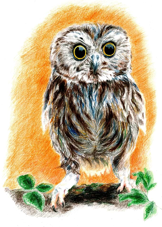 Owl