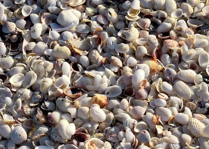 She Sells Seashells